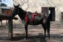 Palikari unterm Sattel